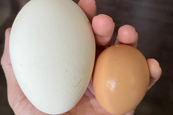 goose egg vs chicken egg